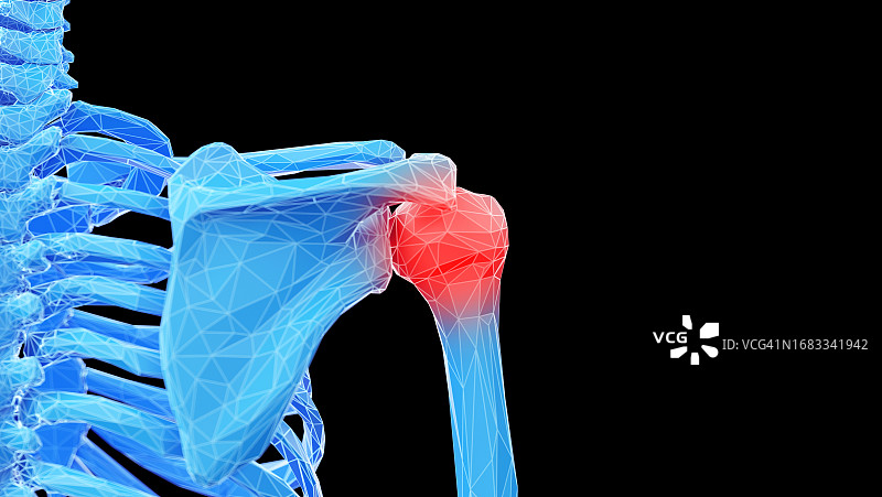 肩胛骨插图图片素材