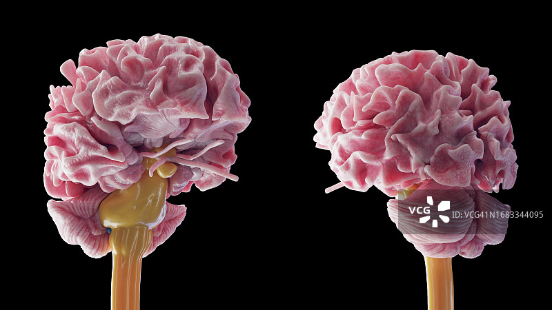 大脑图示图片素材