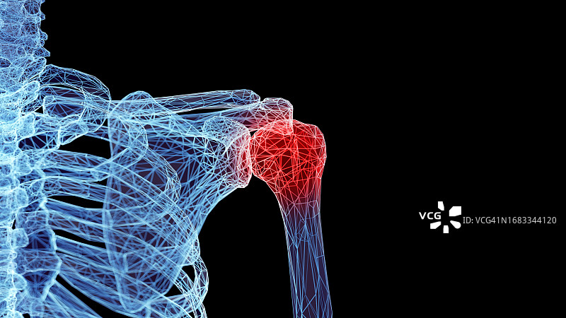 肩胛骨插图图片素材