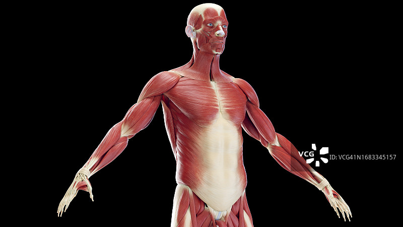 男性前部肌肉插图图片素材