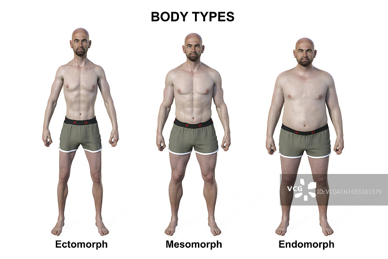 男性体型插图图片素材