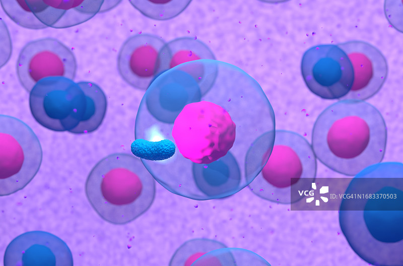 B细胞与细菌，图示图片素材