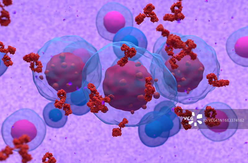 多发性骨髓瘤细胞释放副蛋白，图示图片素材