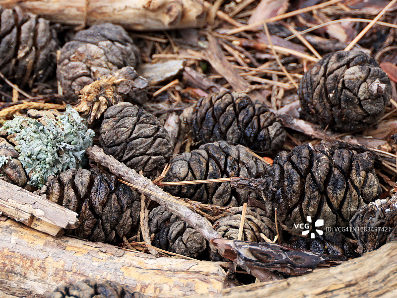 马里波萨树林中的巨型红杉树球果图片素材