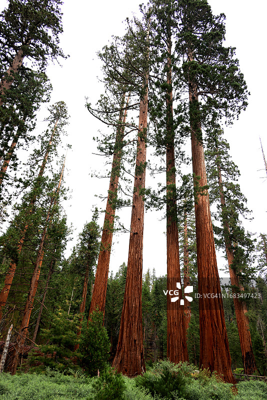 马里波萨巨杉林中的巨杉图片素材