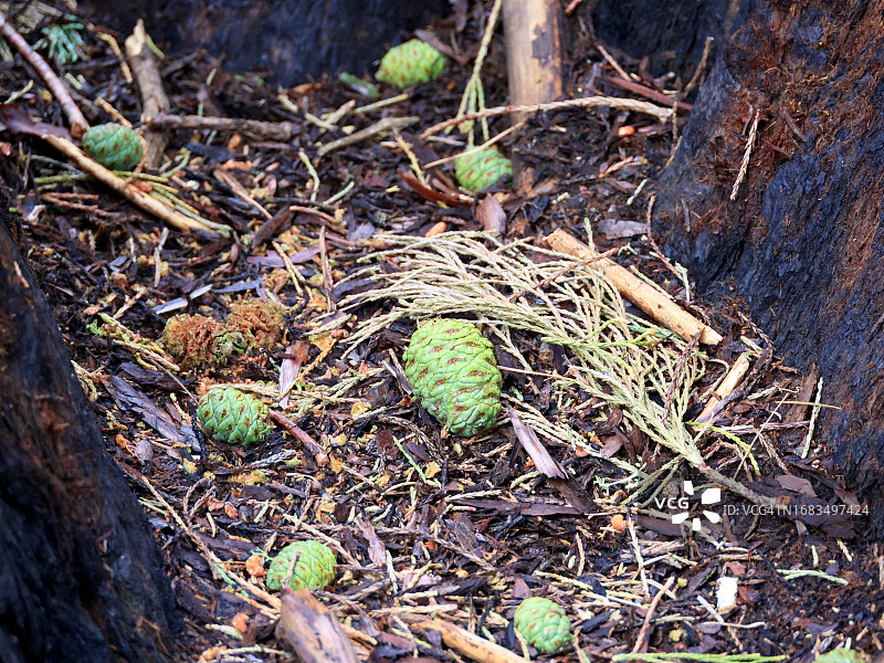 马里波萨树林中的巨型红杉树球果图片素材