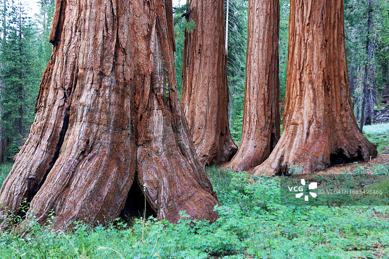 巨杉的马里波萨树林——单身汉和三美神图片素材