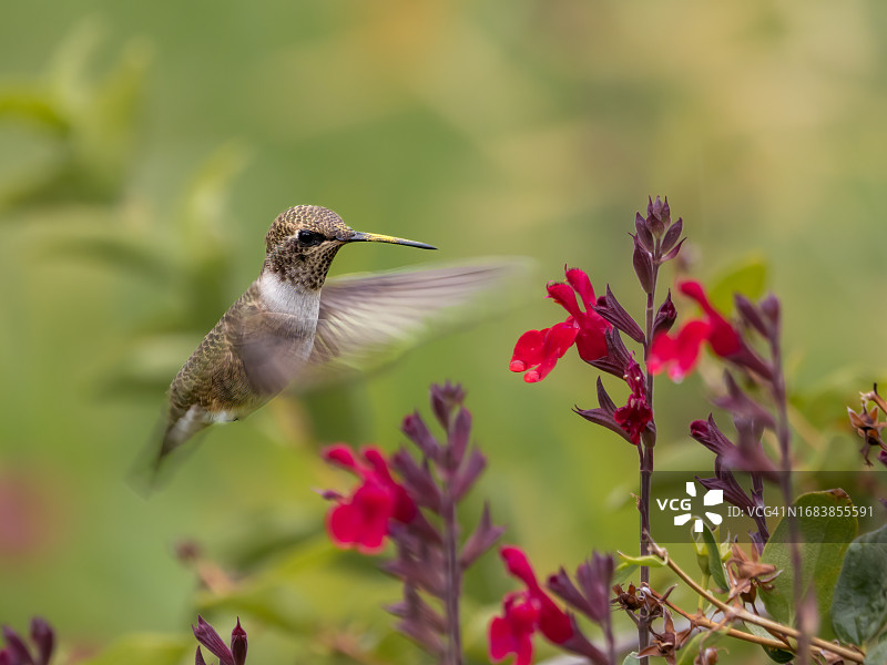 黑颏蜂鸟图片素材
