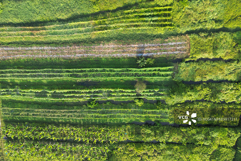 综合农业混合菜园航拍俯视图图片素材