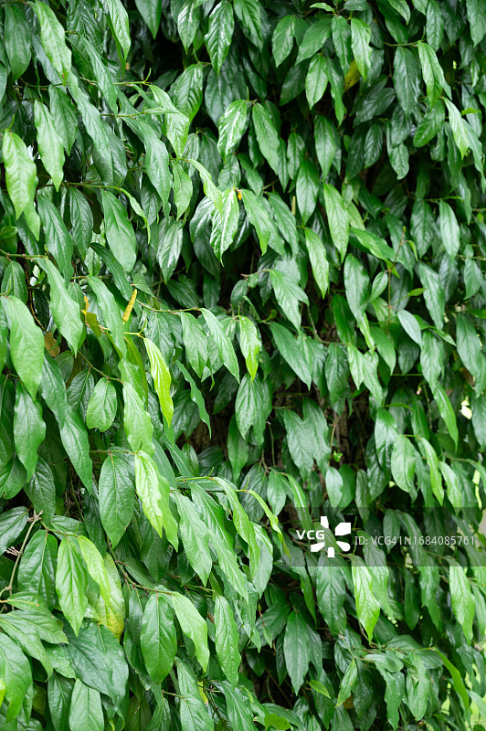 绿色树叶无缝纹理背景图片素材