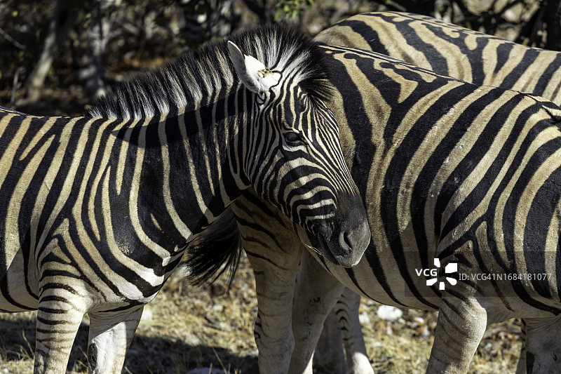 年轻斑马头部细节 - 埃托沙国家公园，纳米比亚图片素材