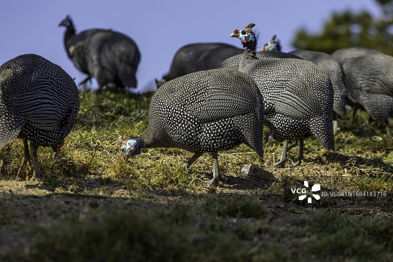 戴盔珍珠鸡图片素材