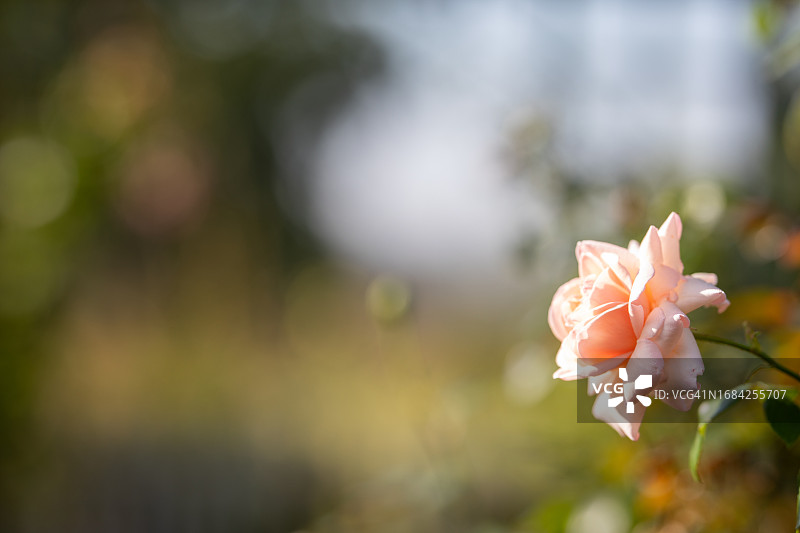 粉色玫瑰花照片图片素材