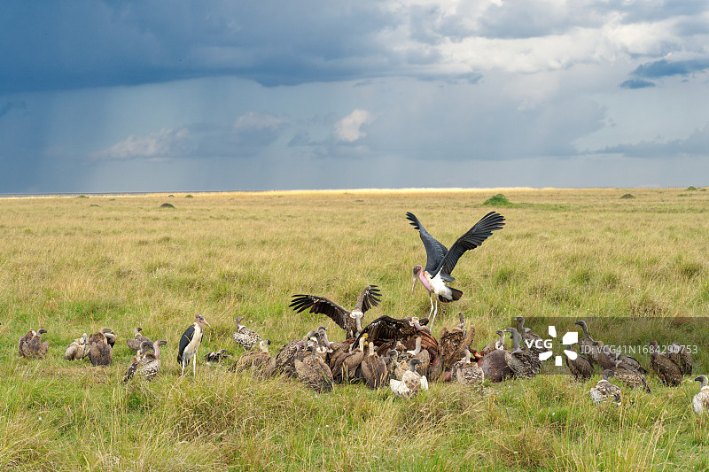 非洲兀鹫、白背兀鹫和秃鹳在河马尸体上图片素材