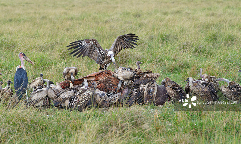 非洲兀鹫、白背兀鹫和秃鹳在河马尸体上图片素材