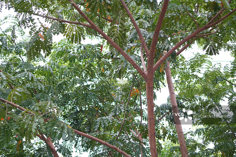 粉色花朵雨树含羞草科楹树图片素材
