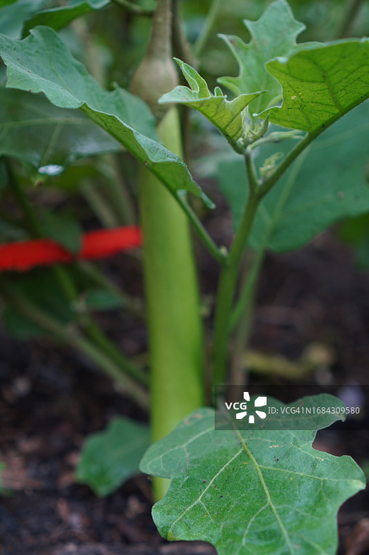 Solanum torvum，豌豆茄图片素材