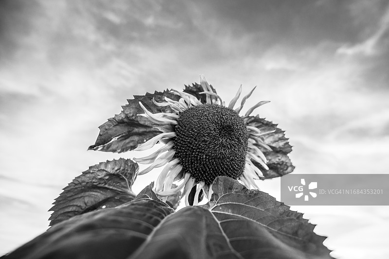 黑白向日葵图片素材