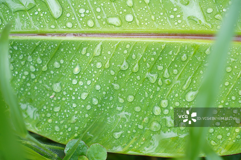 香蕉叶上的雨滴，抽象线条绿色自然背景图片素材