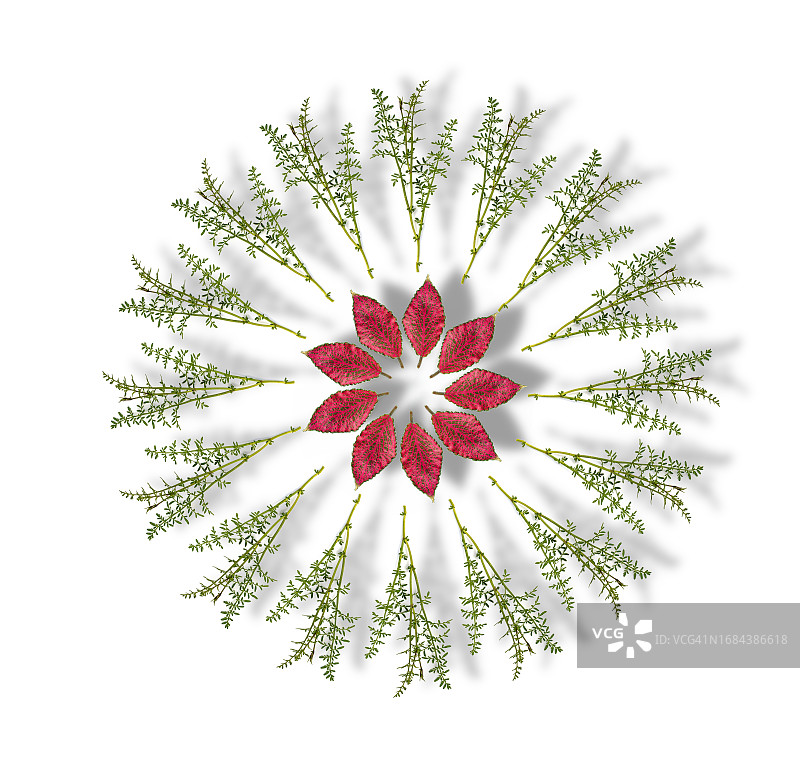 白色背景上的野花树叶圆形花卉装饰（带阴影）图片素材