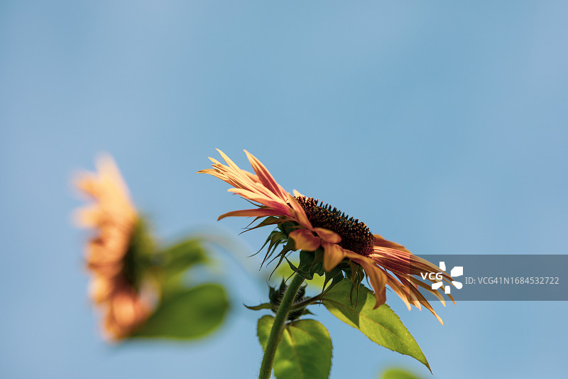 英格兰乡村生活图片素材