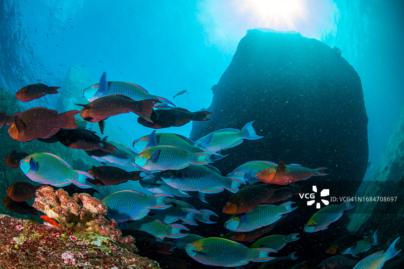 鹦鹉鱼群图片素材