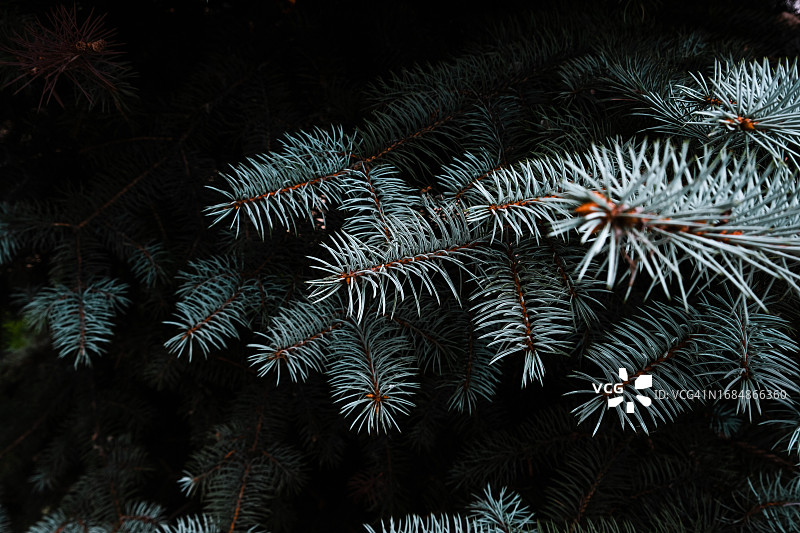 蓝色云杉树枝圣诞背景图片素材