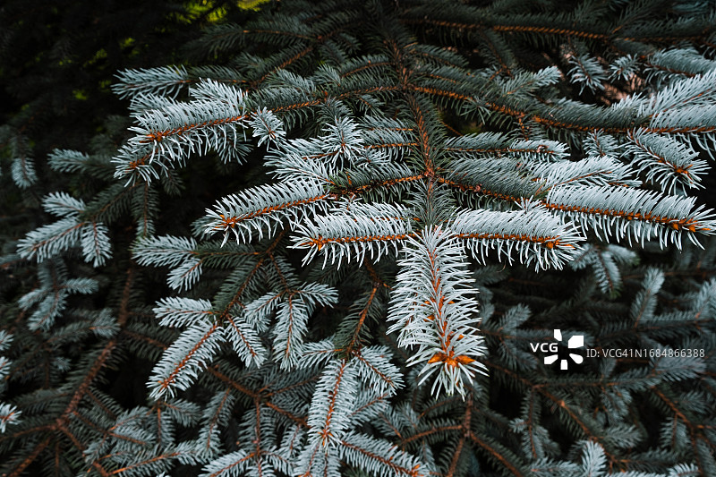 蓝色云杉树枝圣诞背景图片素材