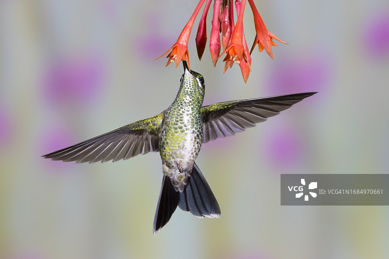 绿冠辉蜂鸟（雌性）在花上觅食图片素材