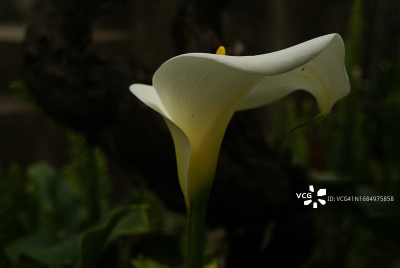 花园里的马蹄莲图片素材