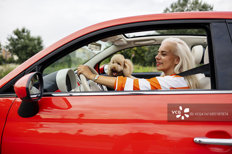 中年女人和她的贵宾犬在敞篷车里度假图片素材