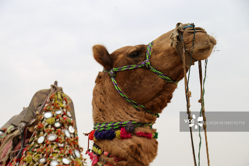 单峰骆驼身着传统服饰看向镜头特写图片素材