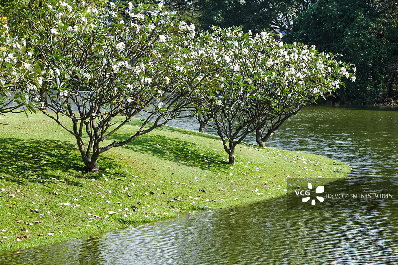 泰国阿瑜陀耶湖畔盛开的鸡蛋花树图片素材