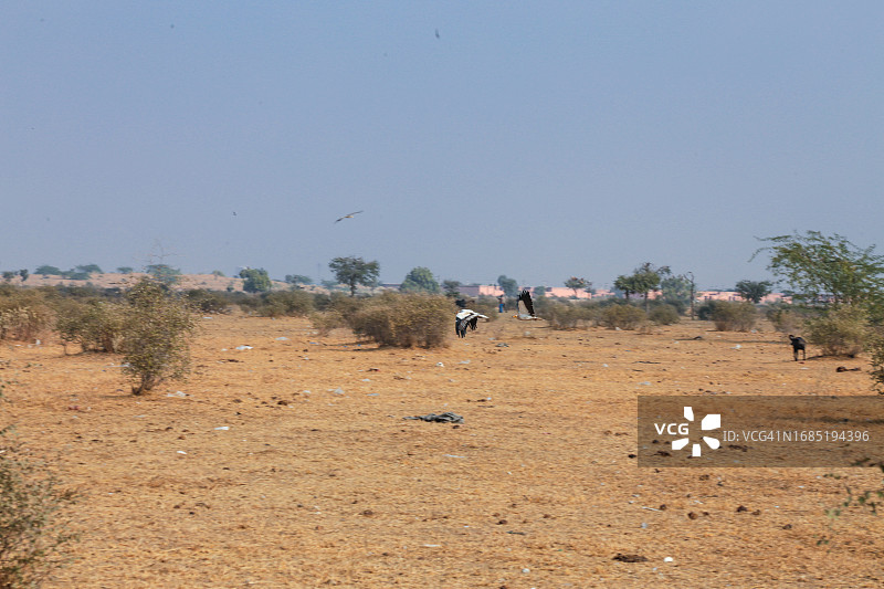 埃及秃鹰飞过拉贾斯坦邦的干旱景观图片素材