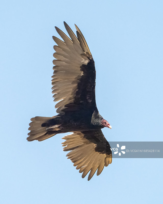 土耳其秃鹰图片素材