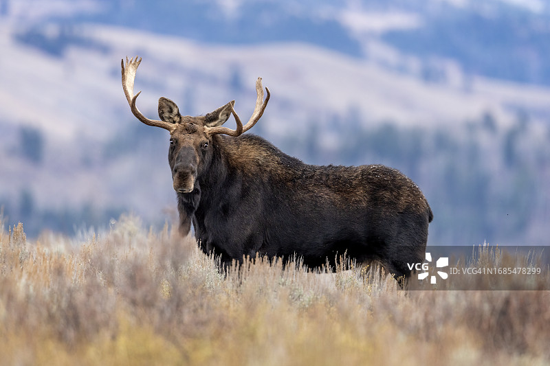 山地驼鹿图片素材