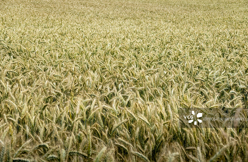 流动的麦田图片素材