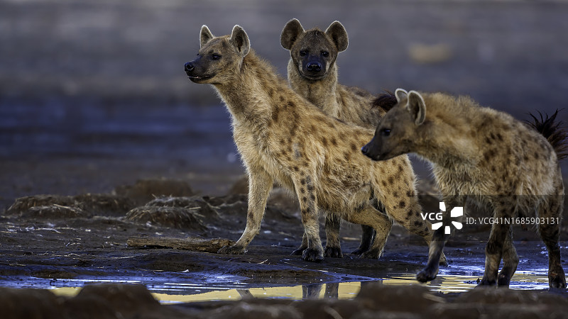 纳库鲁湖国家公园的三只斑鬣狗图片素材