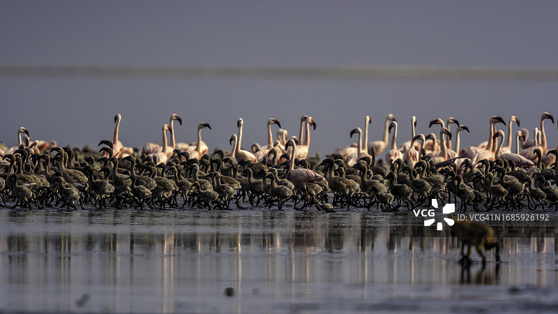 坦桑尼亚纳特龙湖，金豺寻找生病的火烈鸟或幼鸟图片素材