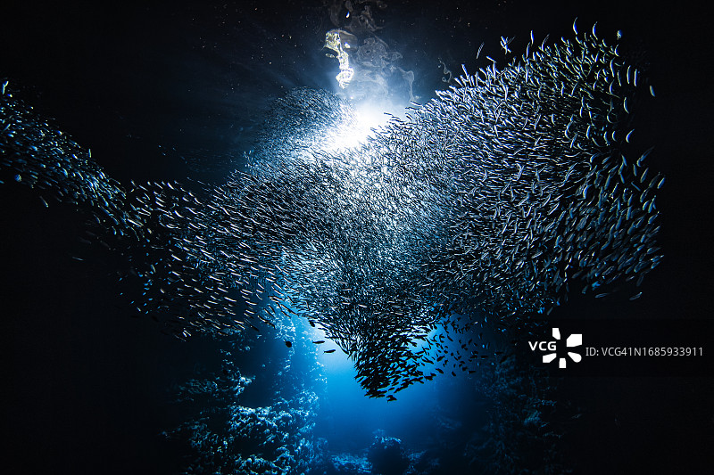 阳光穿过黑暗海洋洞穴中游动的小鱼群图片素材