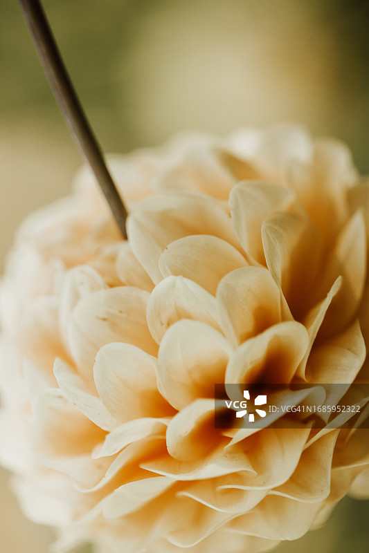 大丽花图片素材