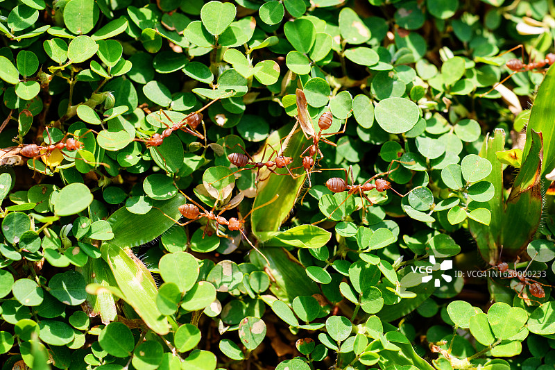 在地上行走的红蚂蚁图片素材