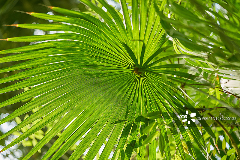 植物园中盆栽棕榈灌木图片素材