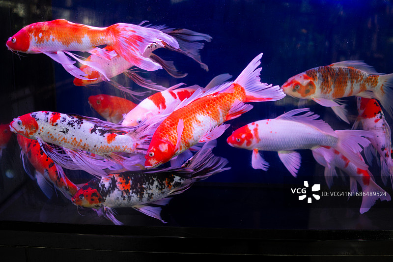 锦鲤在鱼缸中游泳图片素材