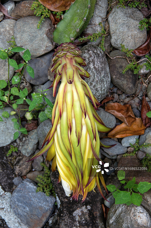 火龙果开花，又名夜仙人掌、草莓梨图片素材