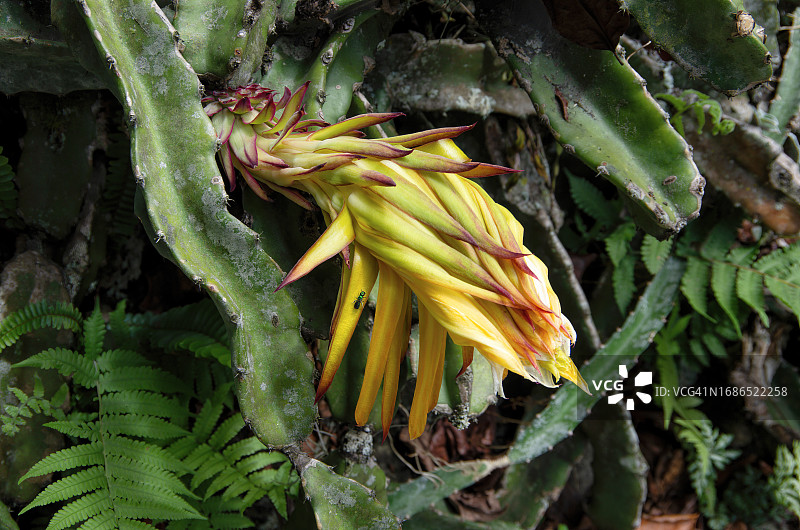 火龙果开花，又名夜仙人掌、草莓梨图片素材