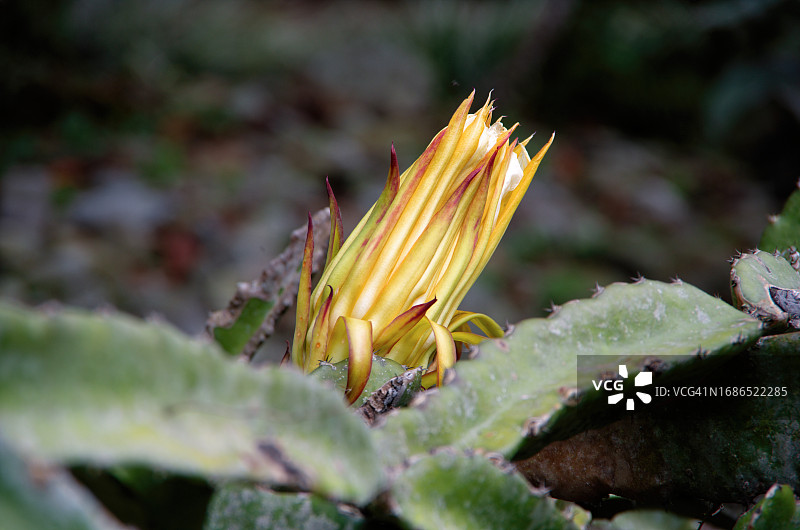 火龙果开花，又名夜仙人掌、草莓梨图片素材