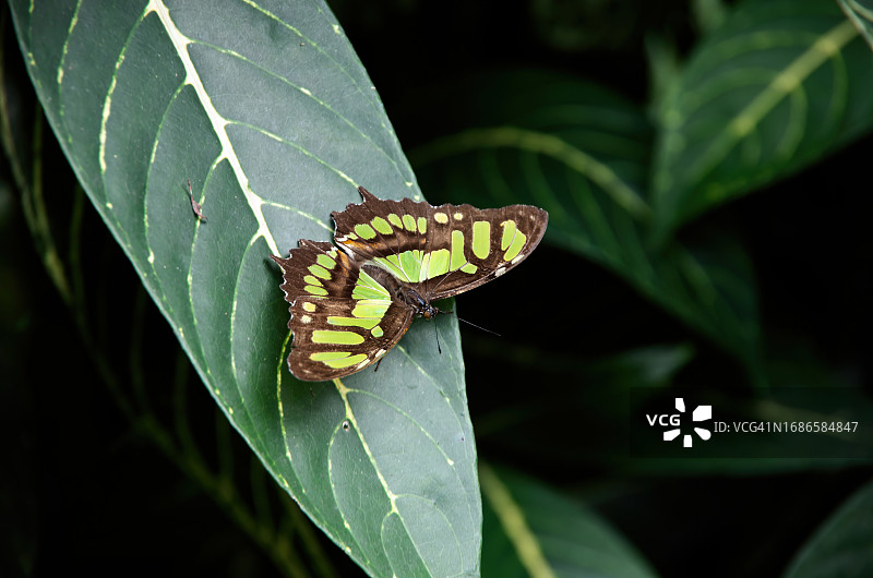 栖息于植物叶片上的翠蓝凤蝶图片素材
