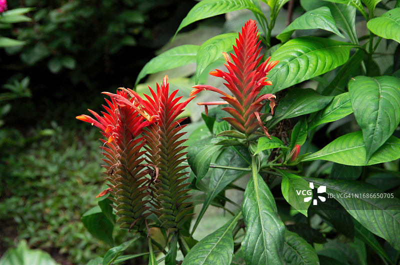 四方爵床的盛开图片素材