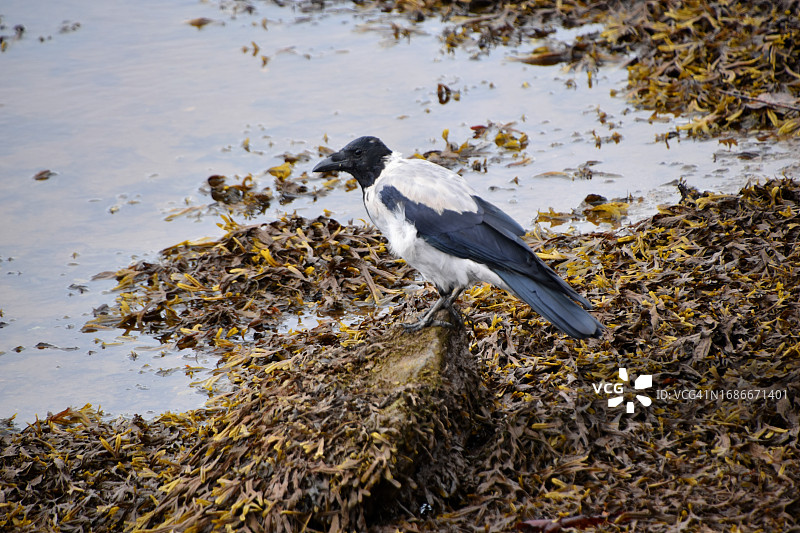 hooded crow图片素材